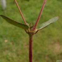 Euphorbia indica Lam.